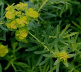 Euphorbia cyparissias. Соцветия. Германия, г. Krefeld, ботанический сад. 31.07.2012.