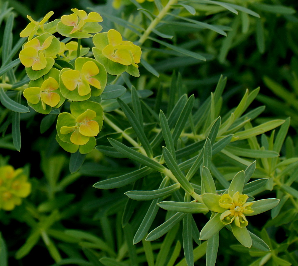 Изображение особи Euphorbia cyparissias.