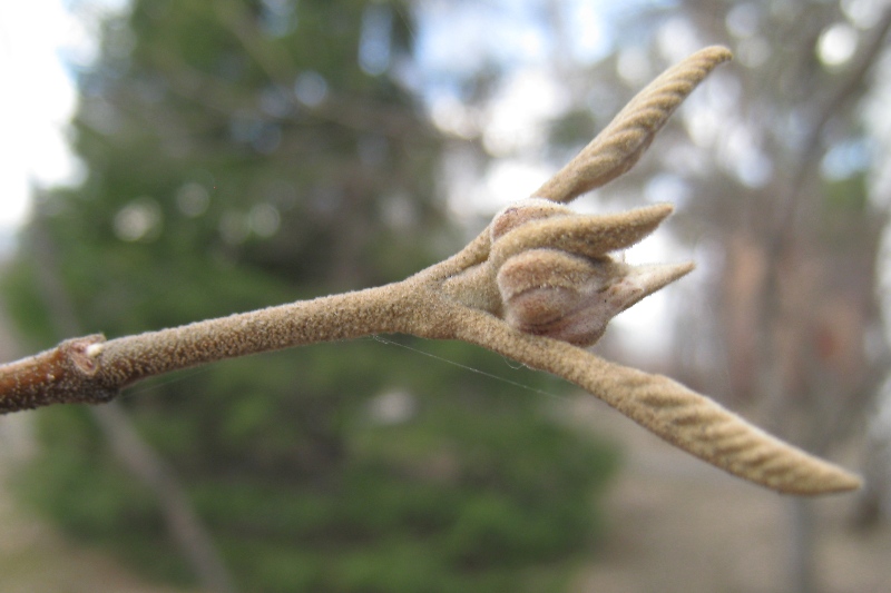 Image of Viburnum lantana specimen.