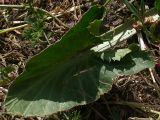 Eryngium planum. Отмирающий лист прикорневой розетки: длина 8 см, черешок плоский желобчатый 12 см. Киев, пустырь у дороги. Июнь 2008 г.