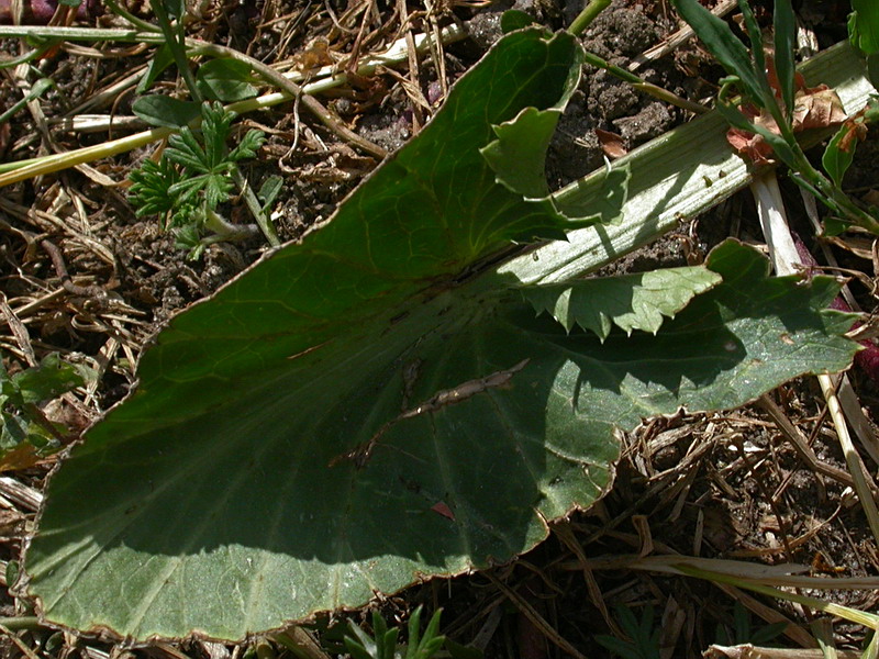 Изображение особи Eryngium planum.
