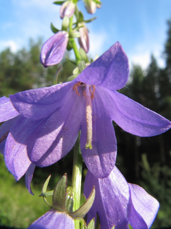 Image of Campanula rapunculoides specimen.