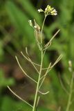 Arabidopsis thaliana