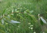 Salix alba. Веточка с соплодиями. Ростовская обл., Каменский р-н, окр. пос. Глубокий. 15.05.2012.