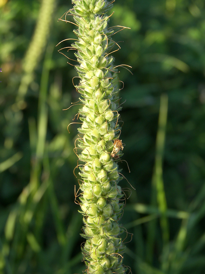 Image of Veronica viscosula specimen.