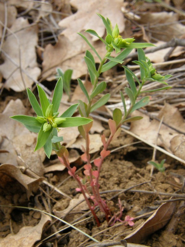 Изображение особи Euphorbia taurinensis.