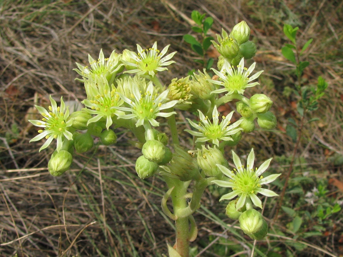 Изображение особи Sempervivum ruthenicum.