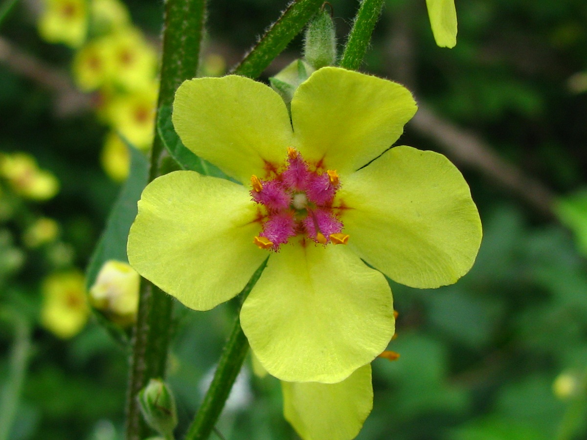 Image of Verbascum marschallianum specimen.
