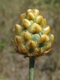 Centaurea orientalis