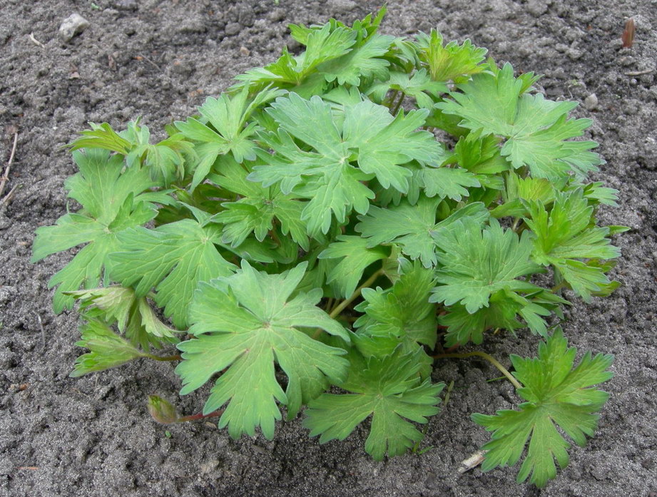 Image of Geranium palustre specimen.