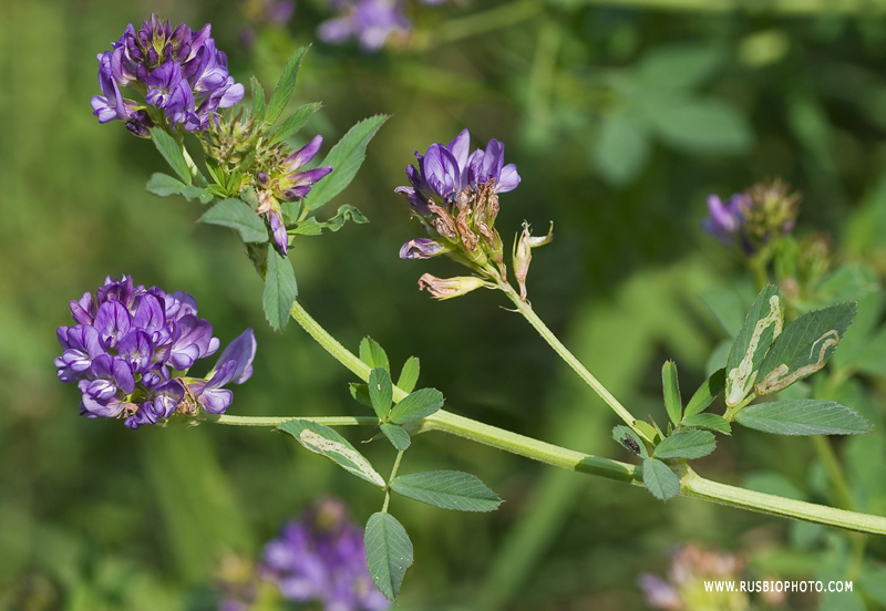 Изображение особи Medicago sativa.