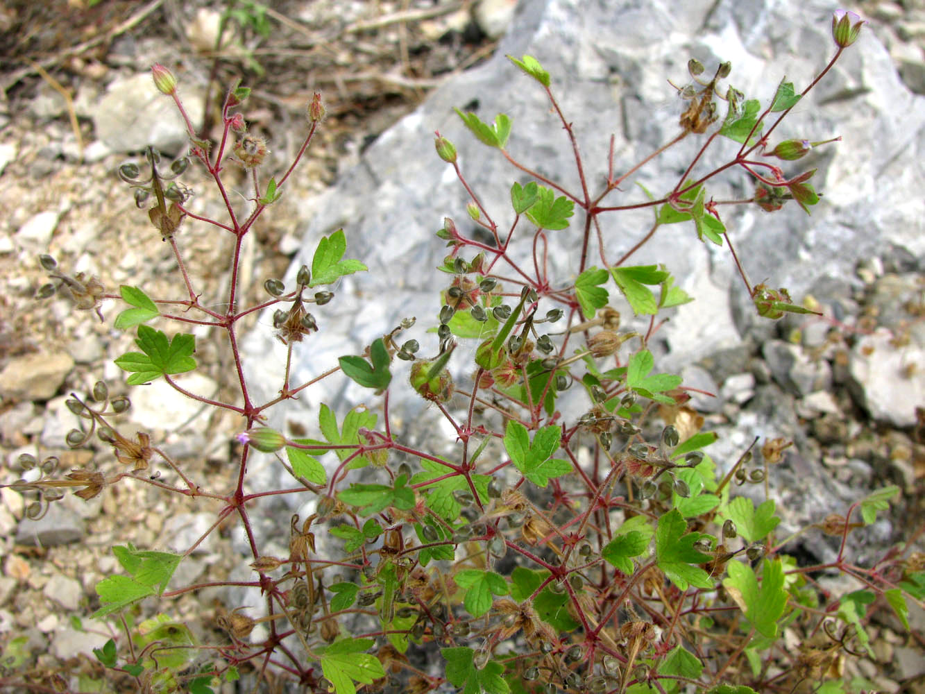 Image of Geranium rotundifolium specimen.
