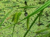 Carex pseudocyperus