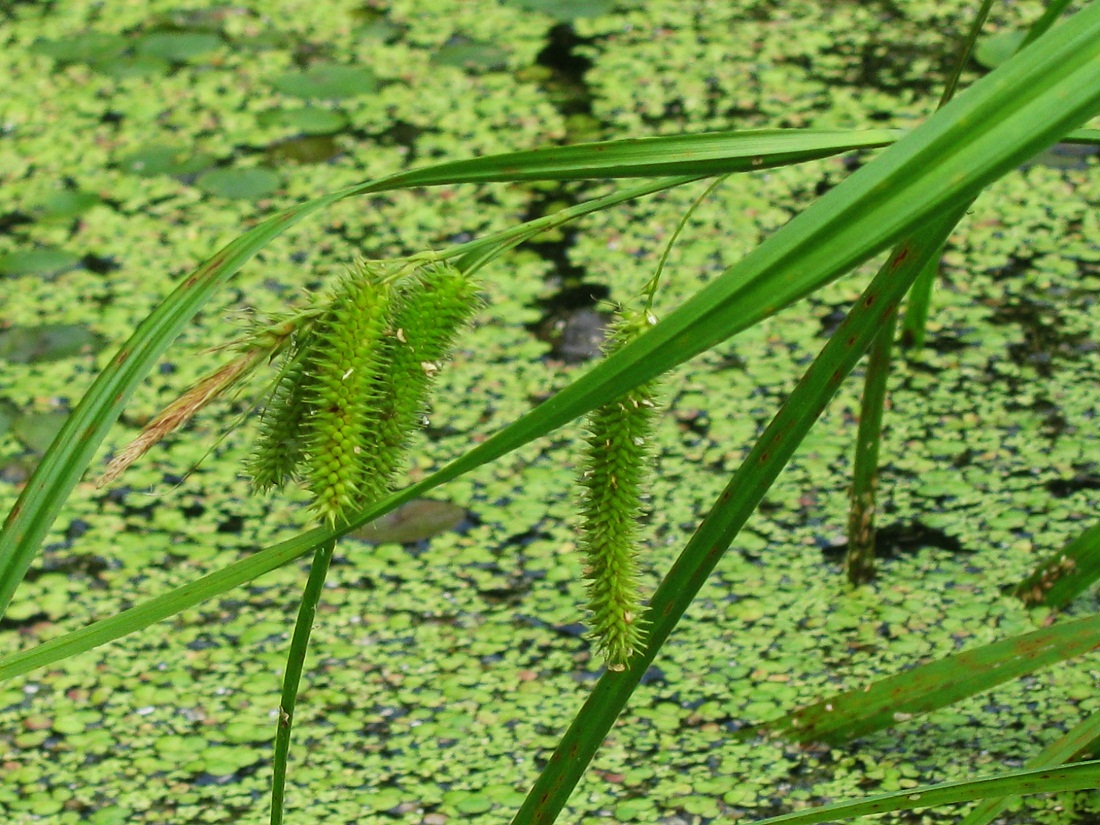 Image of Carex pseudocyperus specimen.