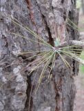 Pinus canariensis