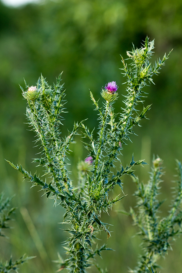 Изображение особи Carduus acanthoides.