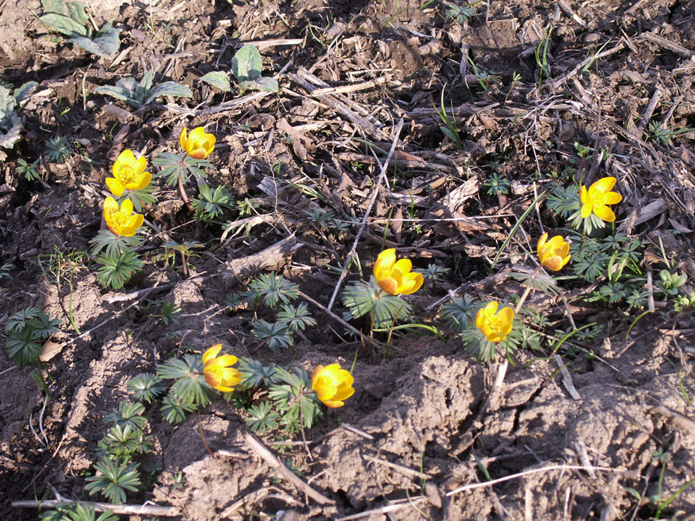 Image of Eranthis longistipitata specimen.