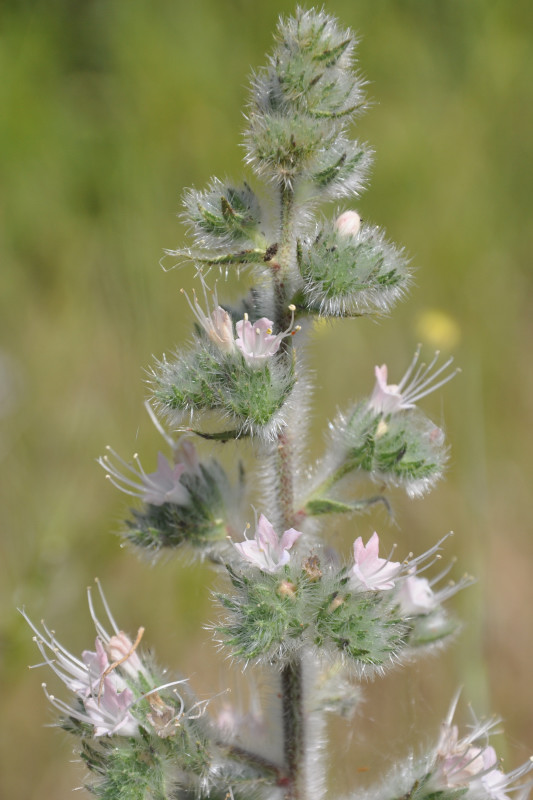 Изображение особи Echium biebersteinii.