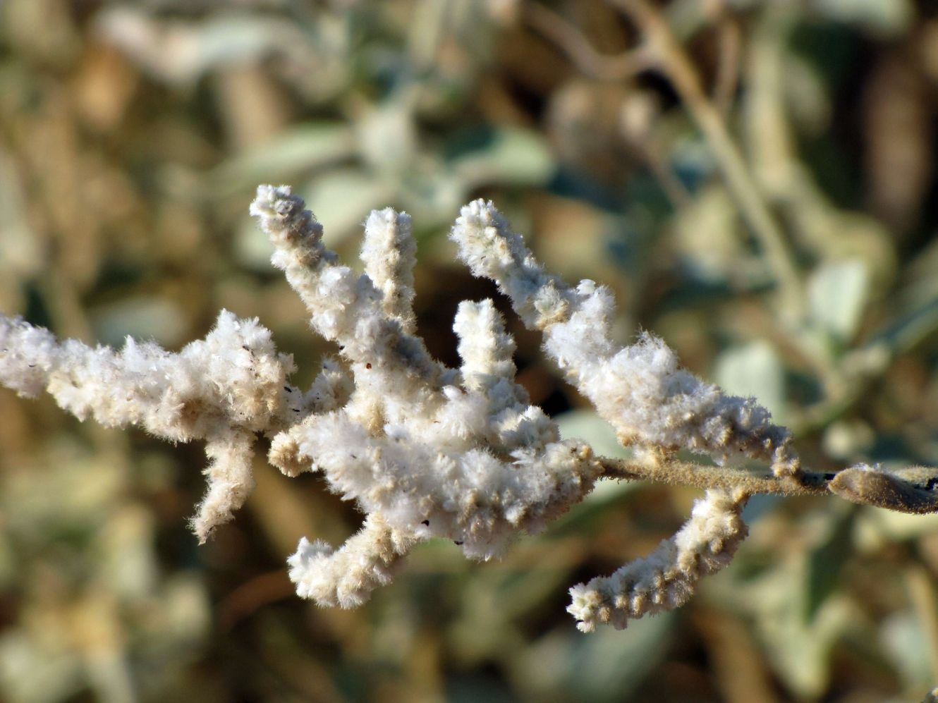 Image of Aerva javanica specimen.