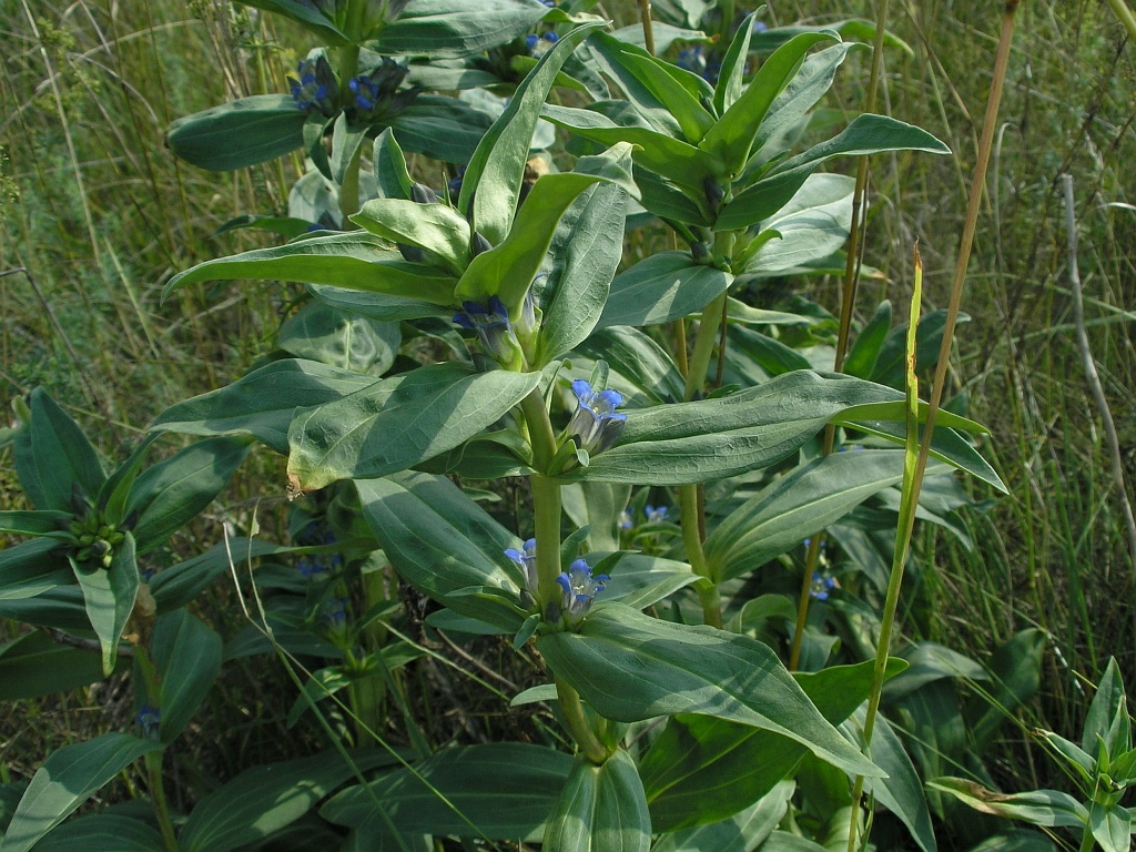 Image of Gentiana cruciata specimen.