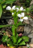 Calepina irregularis. Цветущее растение. Крым, Карадагский заповедник, биостанция. 3 апреля 2013 г.