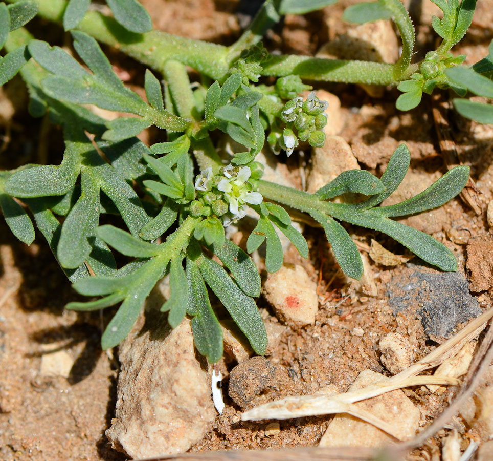 Изображение особи Coronopus squamatus.