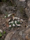 Potentilla micrantha