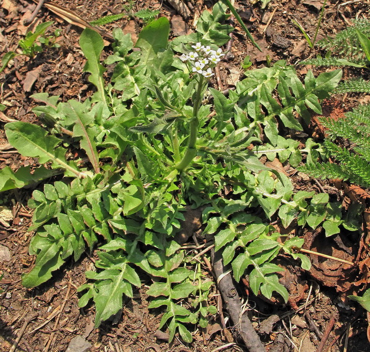 Image of Capsella bursa-pastoris specimen.