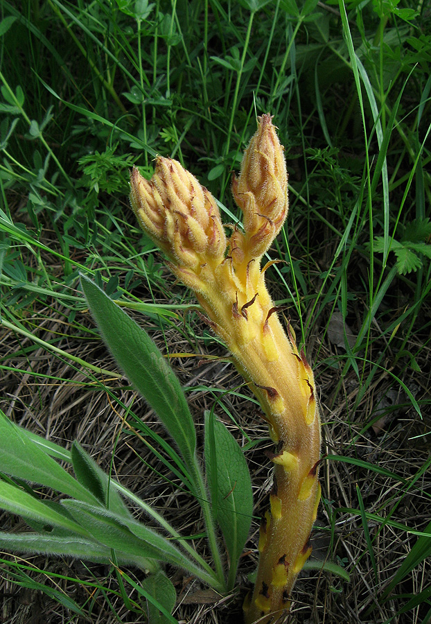 Изображение особи Orobanche lutea f. pallens.