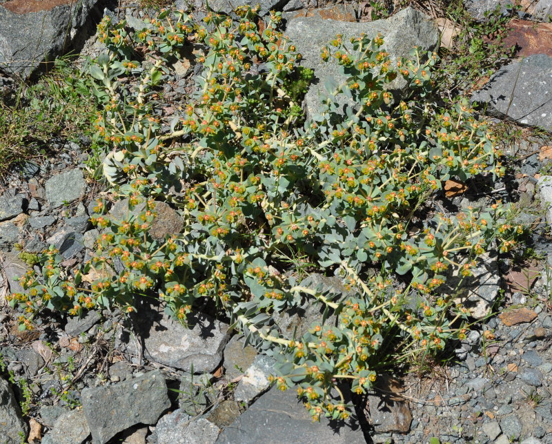 Изображение особи Euphorbia marschalliana.