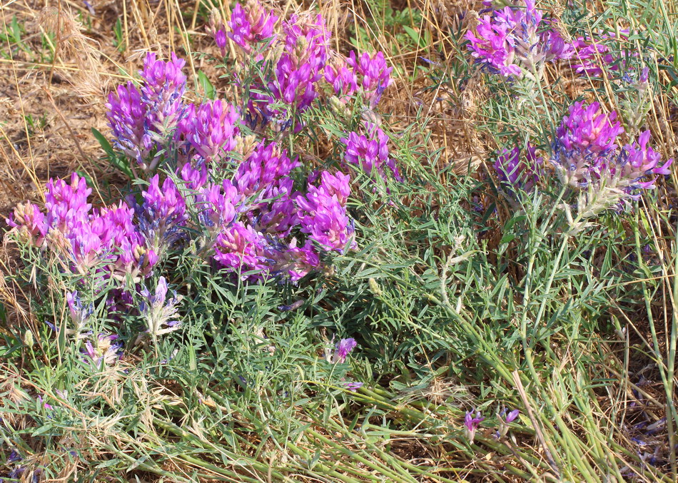 Image of Astragalus varius specimen.