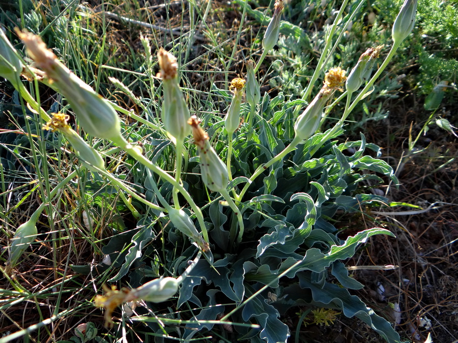 Image of Scorzonera crispa specimen.
