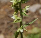 Epipactis helleborine