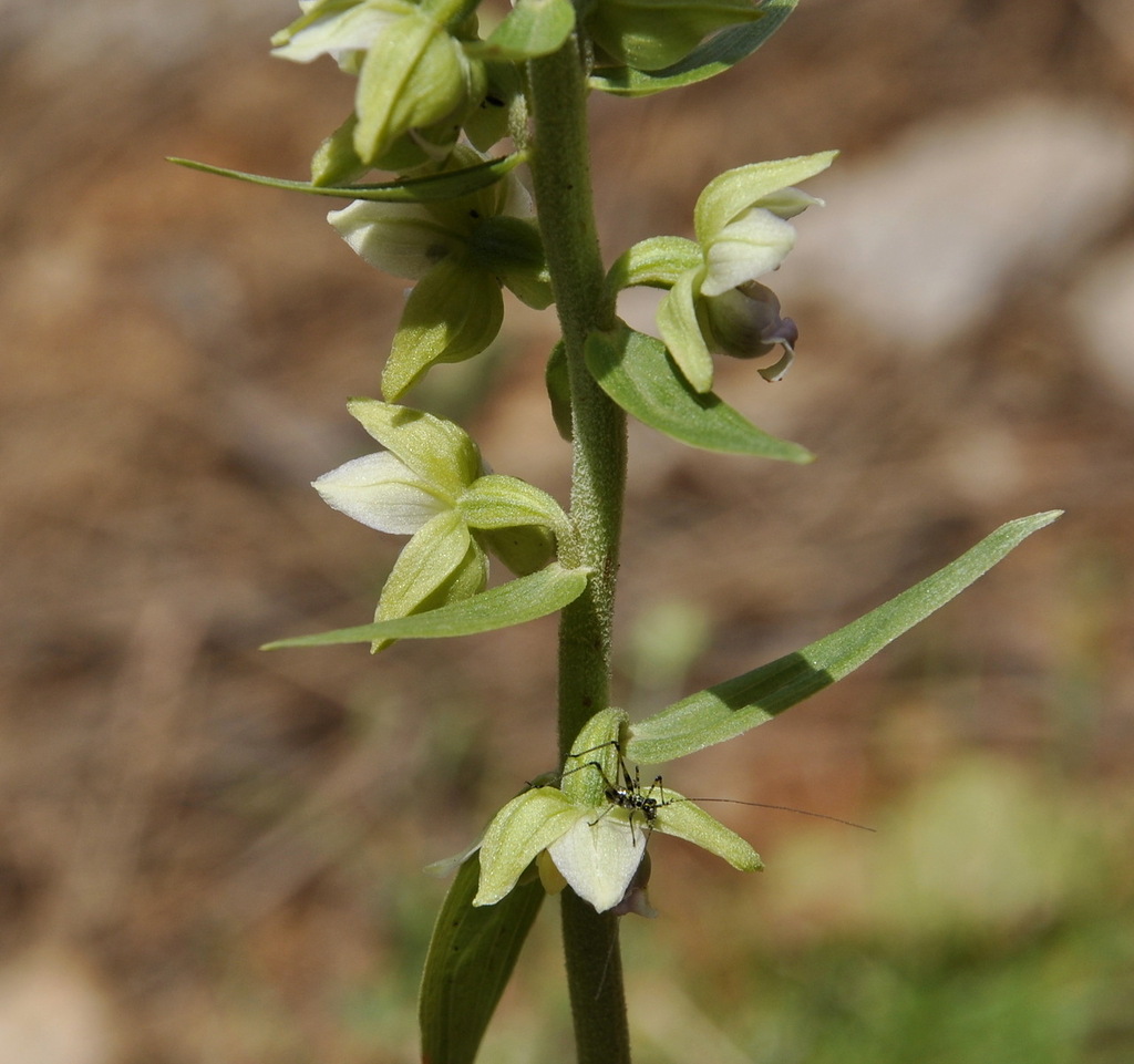 Изображение особи Epipactis helleborine.