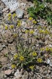 Draba stenocarpa