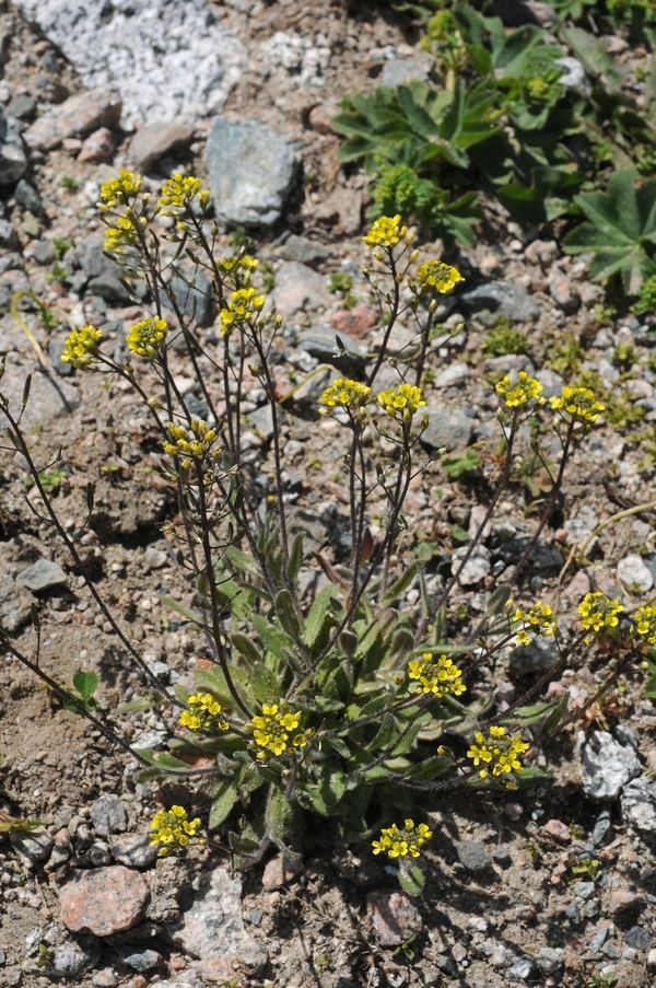 Image of Draba stenocarpa specimen.