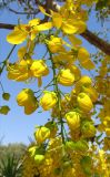 Cassia fistula