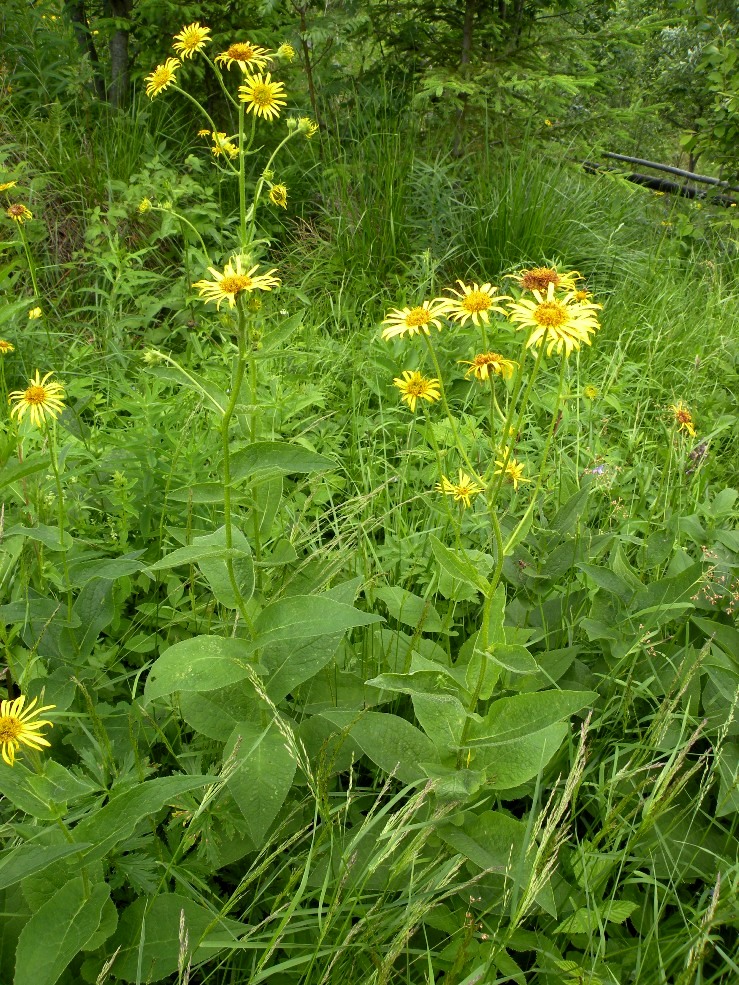 Изображение особи Doronicum austriacum.