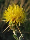 Centaurea solstitialis. Соцветие. Краснодарский край, окр. г. Крымск, остепнённый луг на склоне горы. 17.07.2013.