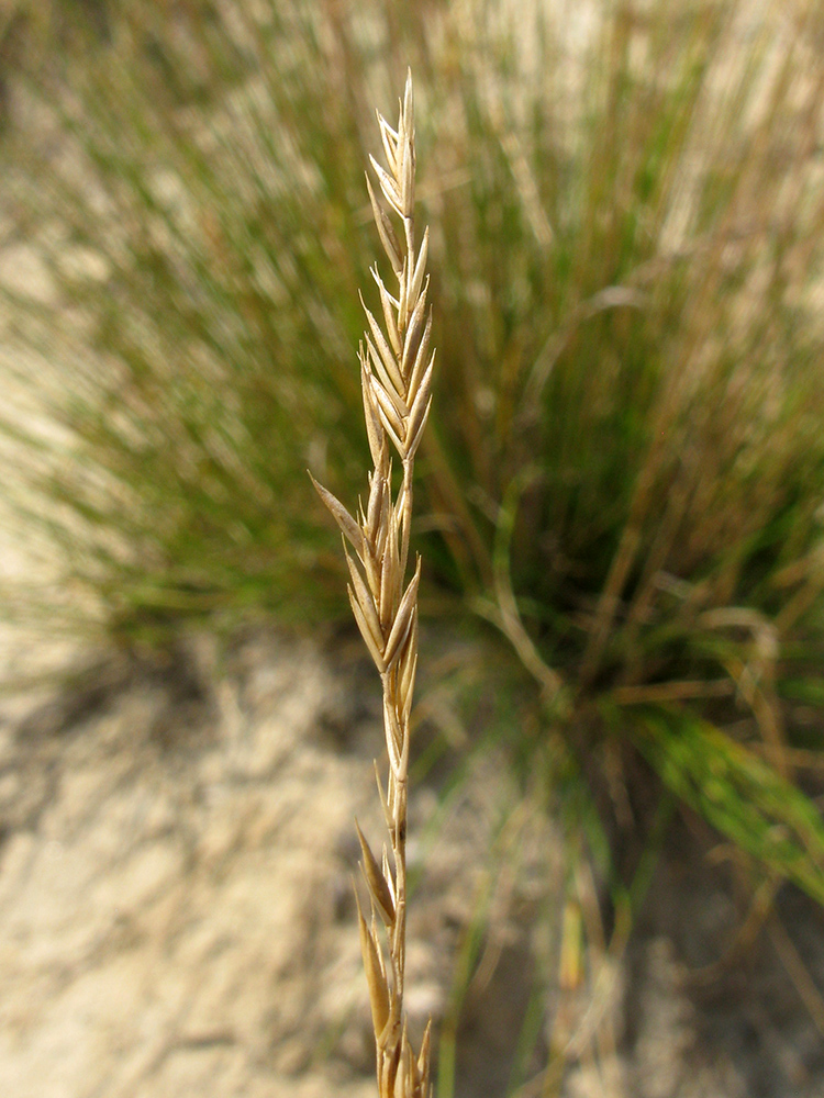 Изображение особи Festuca beckeri.