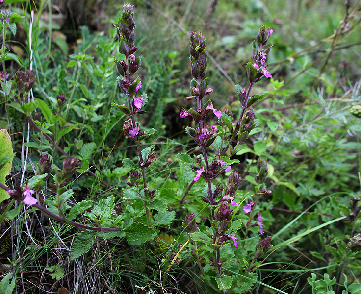 Image of Teucrium chamaedrys specimen.