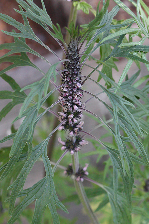 Изображение особи Leonurus deminutus.