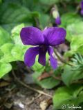 Viola odorata