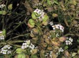 Iberis sempervirens