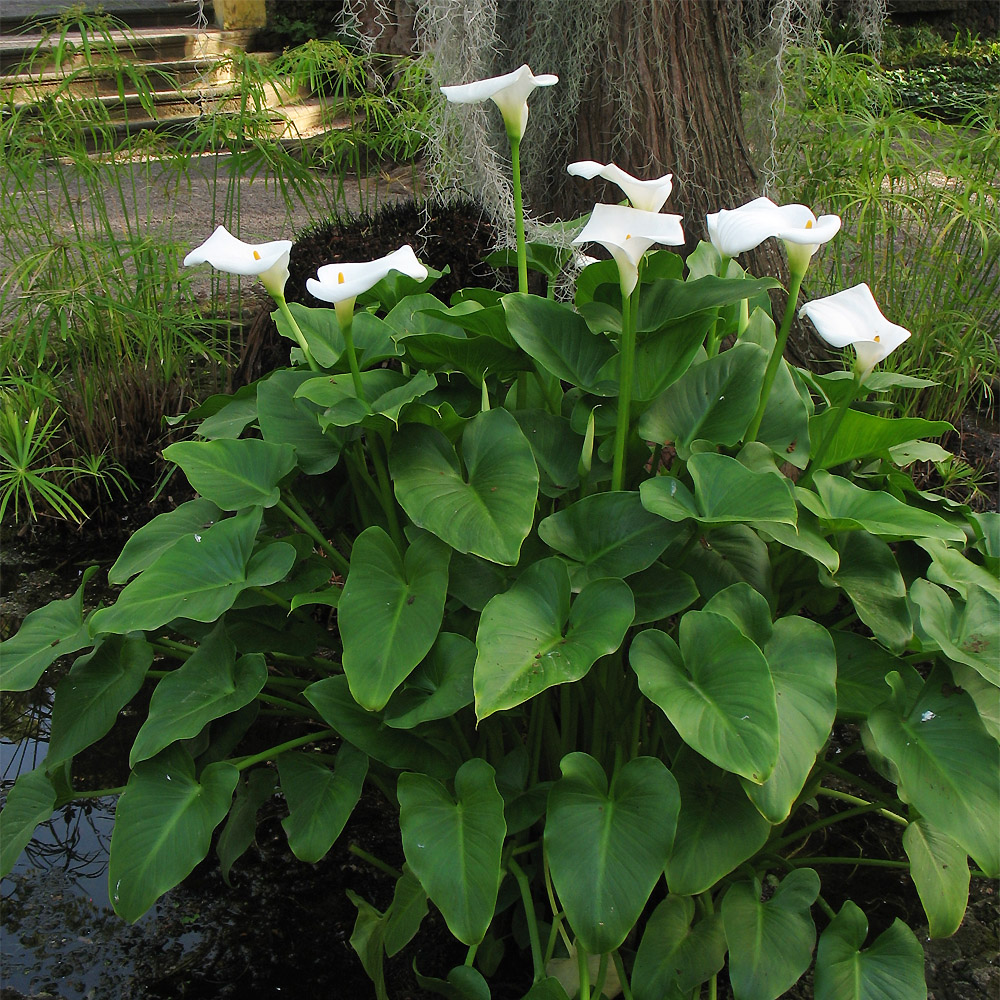 Image of Zantedeschia aethiopica specimen.