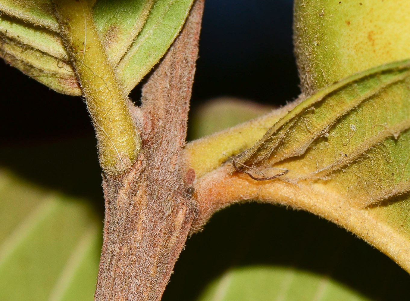 Image of Psidium guajava specimen.