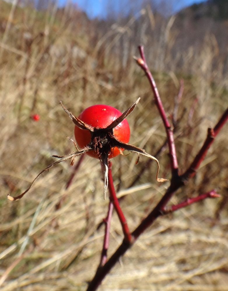 Image of Rosa boissieri specimen.