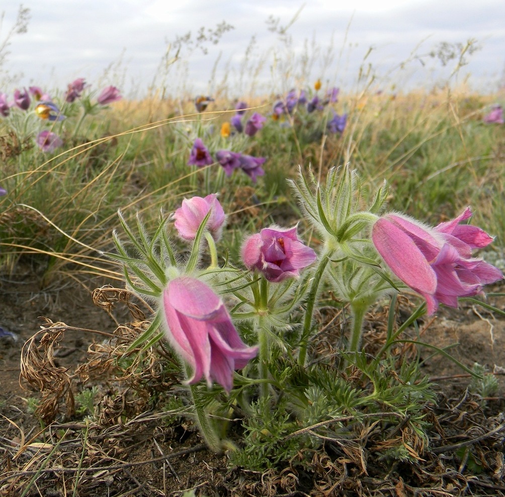 Image of Pulsatilla turczaninovii specimen.