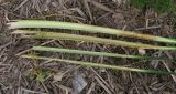 Typha domingensis