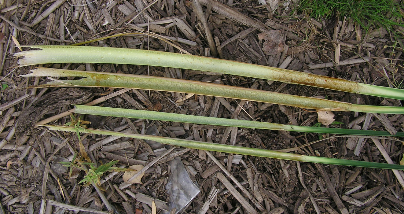 Изображение особи Typha domingensis.